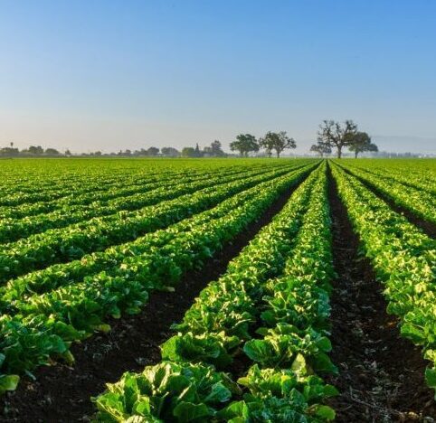 Lettuce fields in California with vibrant green rows under a clear blue sky, showcasing sustainable agricultural practices supported by TeMix Inc.'s dynamic pricing programs.